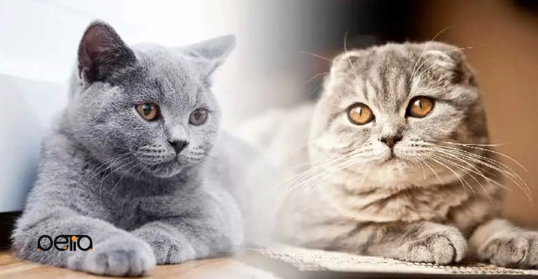تفاوت گربه اسکاتیش فولد (سمت راست) با بریتیش فولد (سمت چپ) 