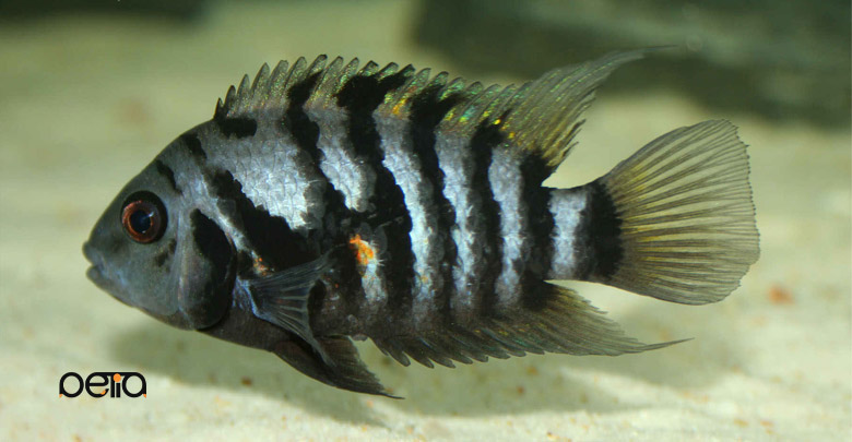 ماهی سیچلاید الونگاتوس
