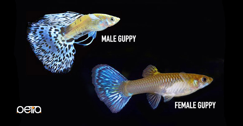 تشخیص جنسیت ماهی گوپی